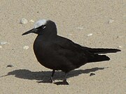 Photograph of a black bird on a beach