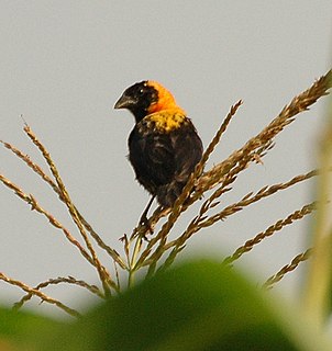 Black bishop Species of bird