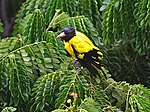 Black hooded Oriole- after bath in the rain Id IMG 0682.jpg