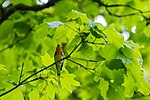 Thumbnail for File:Blackburnian warbler (28152872878).jpg