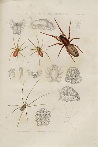 <i>Oonops pulcher</i> Species of spider