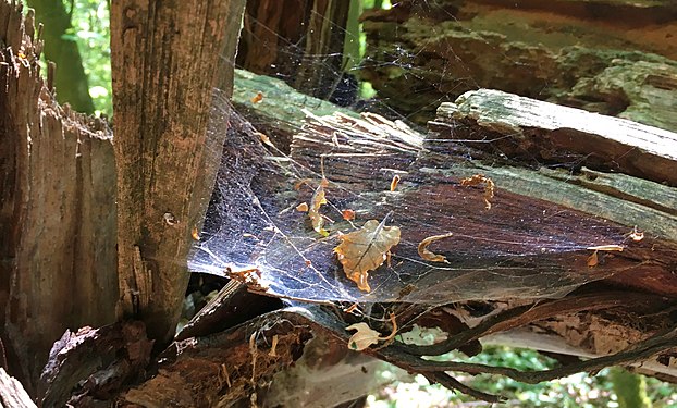 Blatt fällt in Spinnweben