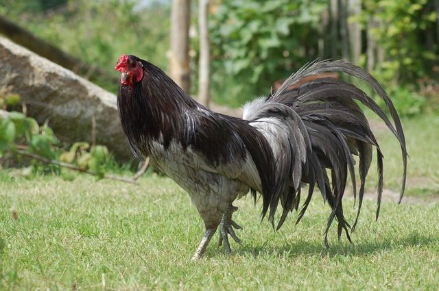 Rooster Fighter - Wikipedia
