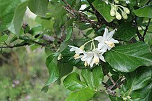 Storax tree blossoms Blossoms of the Storax tree (Styrax officinalis).jpg