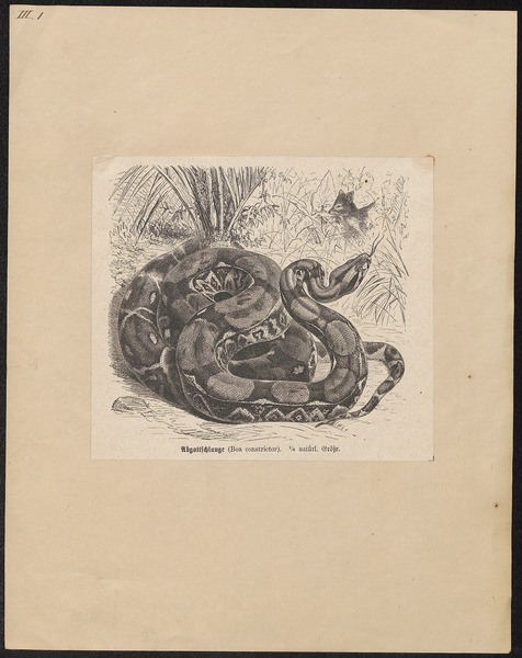 File:Boa constrictor - 1700-1880 - Print - Iconographia Zoologica - Special Collections University of Amsterdam - UBA01 IZ11900057.tif