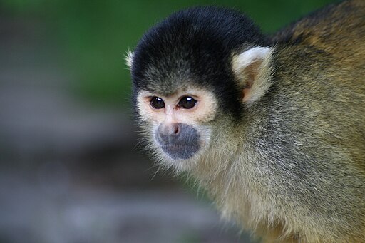 Bolivian-squirrel-monkey