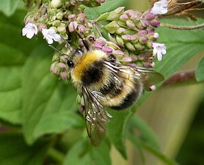 Bộ sưu tập Côn trùng - Page 37 297px-Bombus_lucorum_male_%2836771135942%29