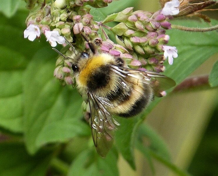 File:Bombus lucorum male (36771135942).jpg