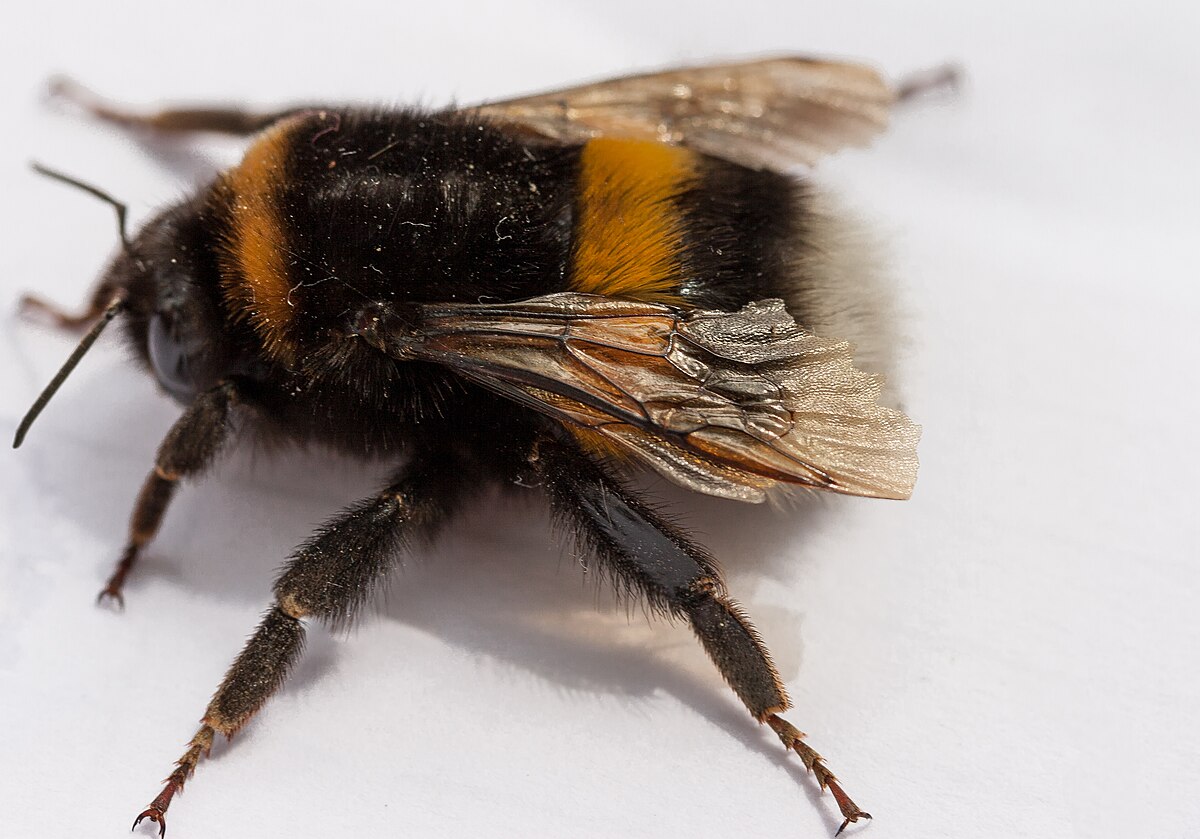 The seven bumblebees you'll see in Britain, and how to identify them -  Country Life