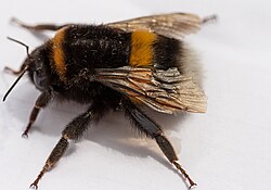 Bombus terrestris.jpg