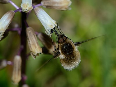 Bombyliid fly pollinating Bellevalia flexuosa