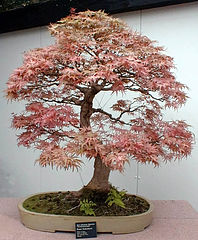Japanse esdoorn (Acer palmatum) in de moyogi-stijl