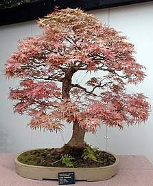 Acer palmatum 'Dissectum', bonsai
