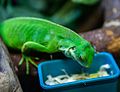 Iguana cu bandă la grădina zoologică din Moscova