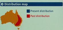 Map showing past and present distribution of the bridled nailtail wallaby Bridled nailtail wallaby-distribution map.JPG