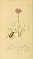 British Entomology by John Curtis (ca. 1840)