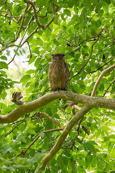 File:Brown fish owl (51340669798).jpg