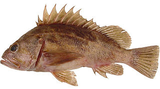 Brown rockfish Species of fish