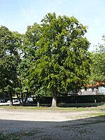 Buche bei der ehemaligen Ludwig-Thoma-Schule, Dachau