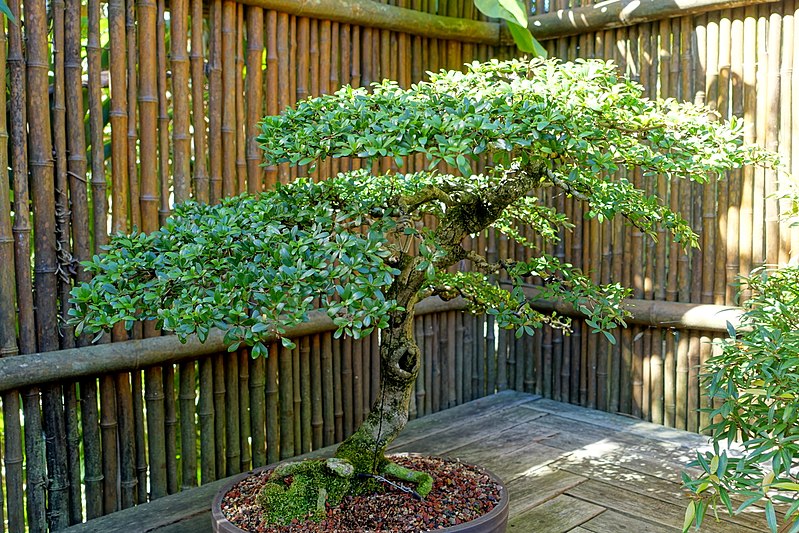 File:Bucida molinetii (Bucida spinosa) - Marie Selby Botanical Gardens - Sarasota, Florida - DSC01079.jpg