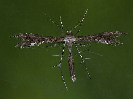 Buckleria paludum