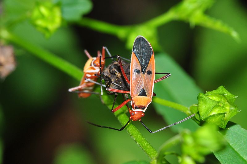 File:Bugs sucking seeds (8394639091).jpg