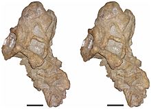 Referred specimen CGP/1/970 viewed from above, with postcrania at bottom Bulbasaurus-13.jpg