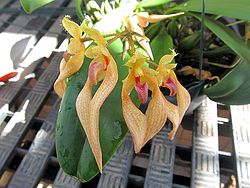 Bulbophyllum bicolor.JPG