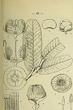 Description de l'image Bulletin du Muséum d'histoire naturelle (1920) (20252031388).jpg.