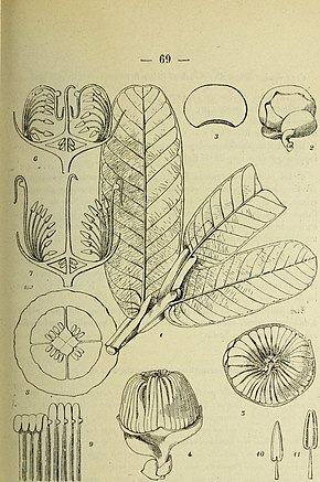 Descrizione dell'immagine Bulletin du Muséum d'histoire naturelle (1920) (20252031388) .jpg.