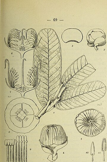 Crateranthus