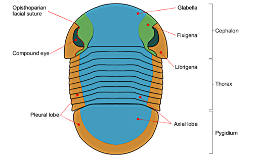 Bumastus morphology.png