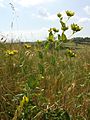 Bupleurum rotundifolium Zeiserlberg (Ottenthal), Lower Austria