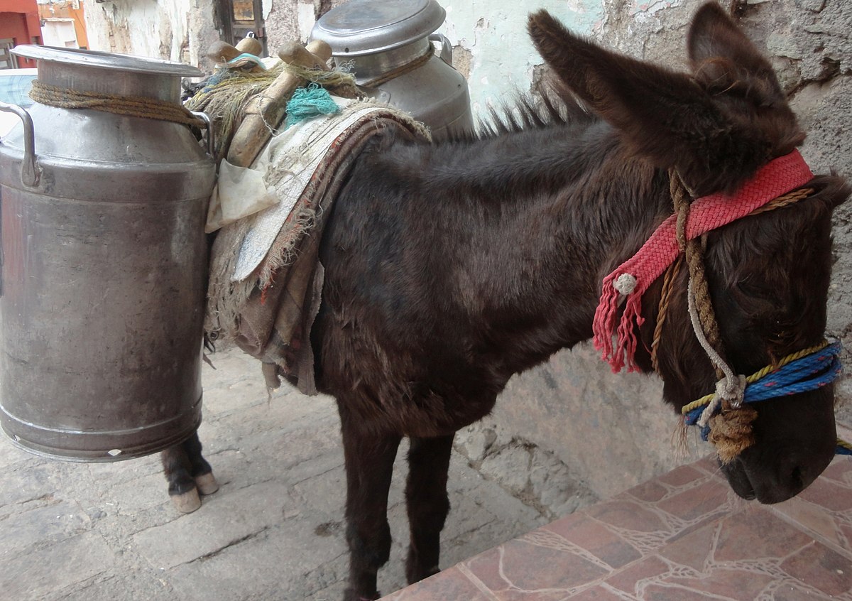 Burro lechero en México.jpg