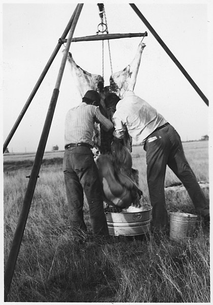 File:Butchering a buffalo - NARA - 285515.jpg