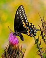 Papilio polyxenes (black swallowtail). Adult, ventral view of wings.