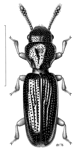 COLE Jacobsoniidae Saphophagus minutus.png