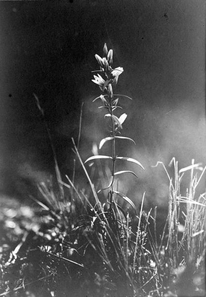 File:COLLECTIE TROPENMUSEUM Vegetatie van het Ardjoeno gebergte sweertia coerulescens TMnr 10006284.jpg