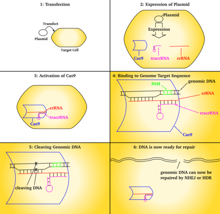 ไฟล์:CRISPR_transfection.png