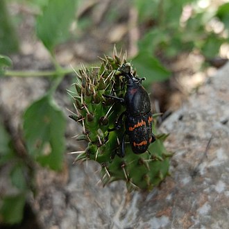 Cactophagus spinolae, Cactus weevil, Mexico Cactophagus spinolae (Curculionidae) I.jpg