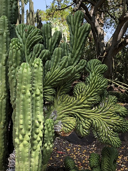 File:Cactus in Huntington Library Botanical Garden, California.jpg