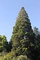 Le sequoiadendron giganteum.