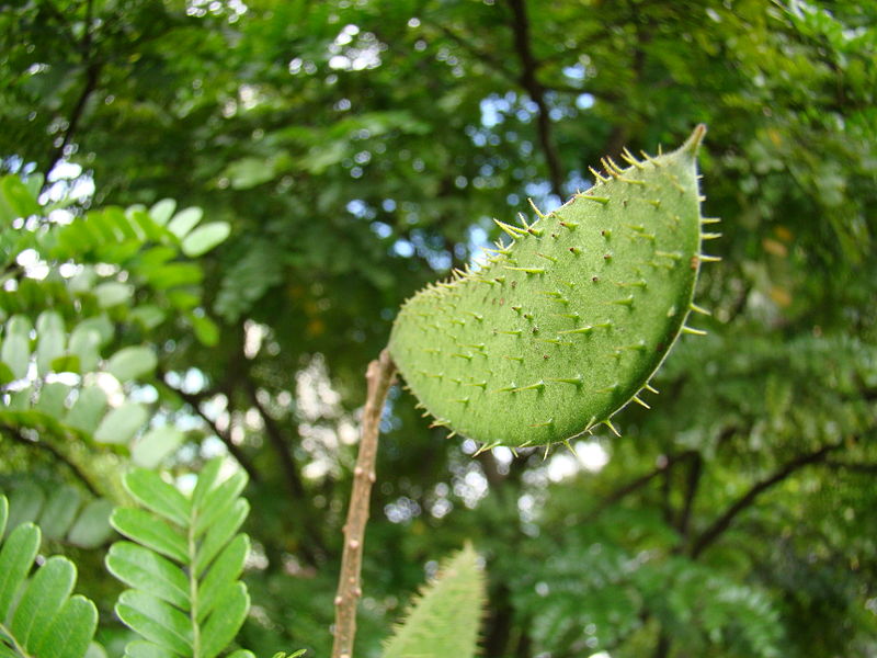 File:Caesalpinia echinata Fruit (1).jpg