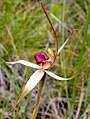 Caladenia australis