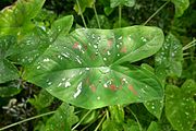 Каладиум биколор-Нантский сад растений (2) .jpg