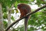 Miniatura para Callicebus ornatus