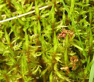 <i>Calliergonella</i> Genus of mosses