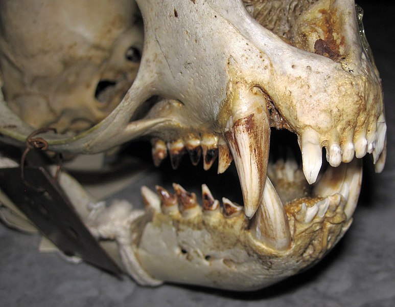 File:Callorhinus ursinus (northern fur seal) skull 8 (32712130327).jpg