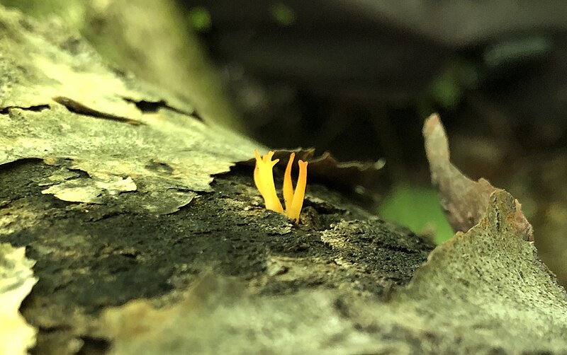 File:Calocera cornea 93478577.jpg