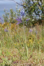 Gambar dari Camassia quamash, ramuan abadi dengan deep blue perbungaan